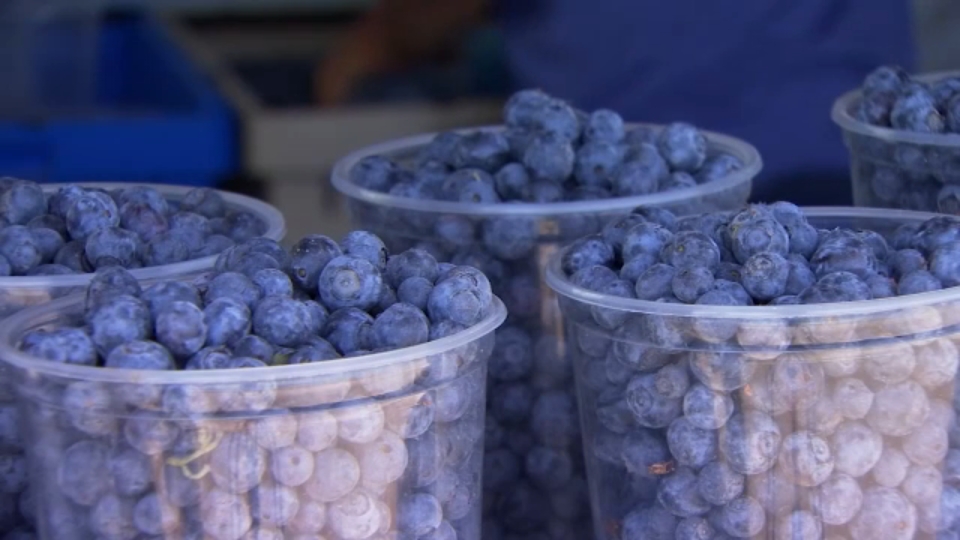 Local blueberry farmers see strong demand during pandemic