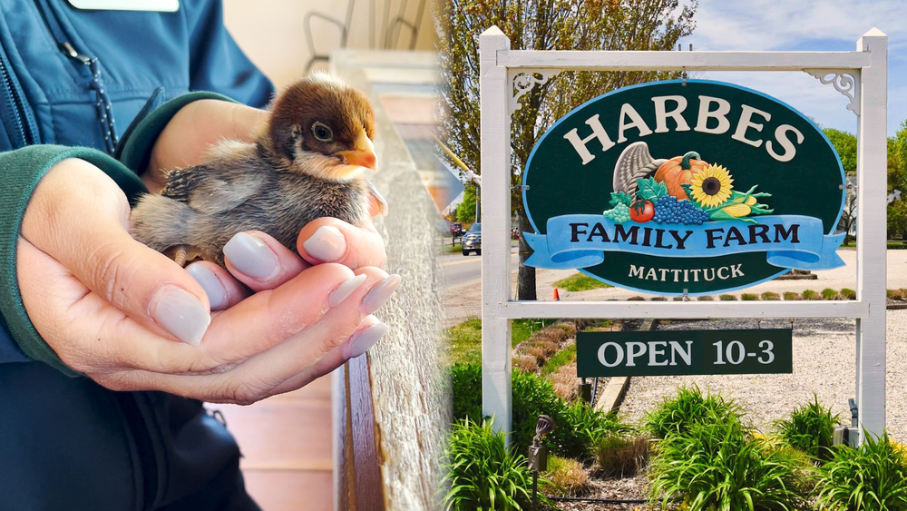 Harbes Family Farm offers barnyard adventures for kids of all ages