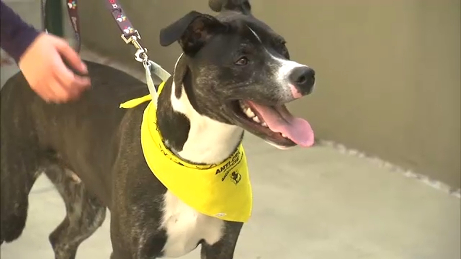 AntiCruelty Society offers to help pets, owners transition as more