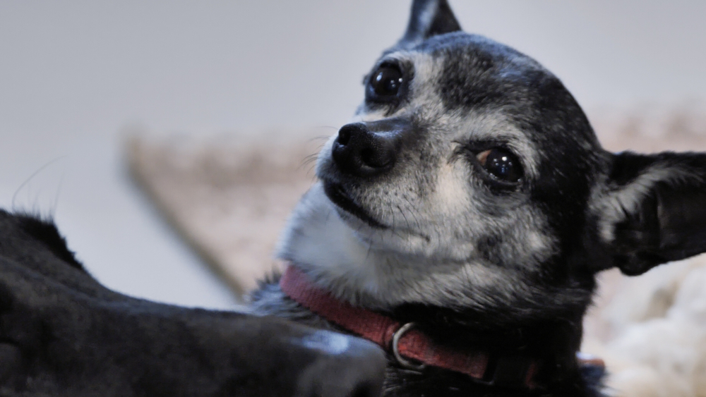Dog Lodge gives senior dogs a place to live out their final days
