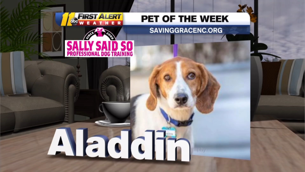 Pet of the Week: May 18, 2021, Aladdin