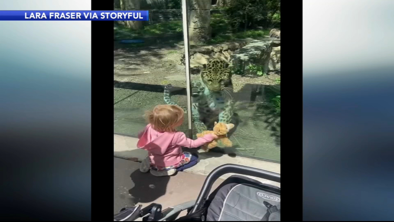 Toddler shows stuffed cat to Philly Zoo leopard