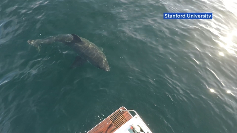 Drone Footage Captures Cluster Of Juvenile Great White Sharks Off Pacific Palisades Coast Abc7 Los Angeles