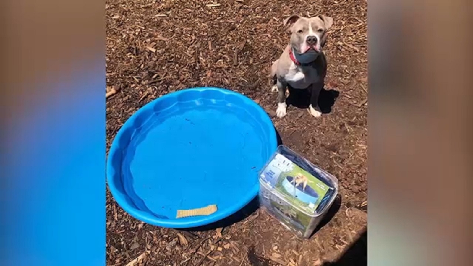 Be Kind Volunteer raised money to buy pools for Long Island shelter