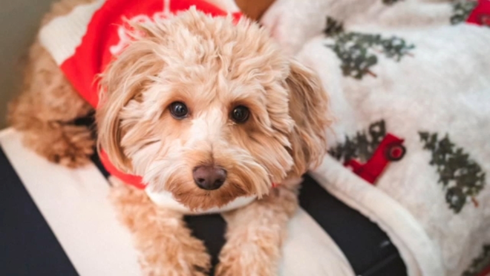 Dog ate your pot? Here's what vet says you should do
