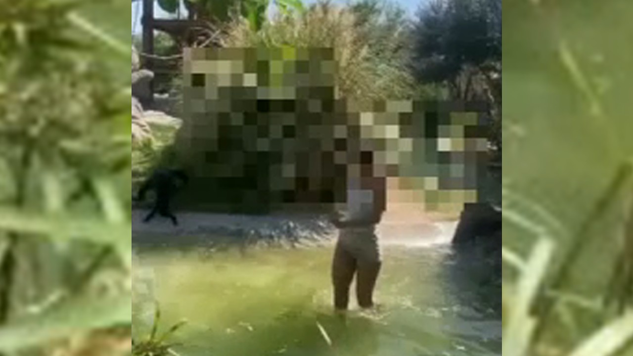 Video shows woman inside Texas zoo's monkey exhibit