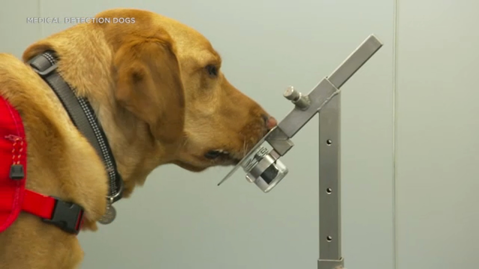Can dogs smell COVID? Dogs may be able to sniff out coronavirus