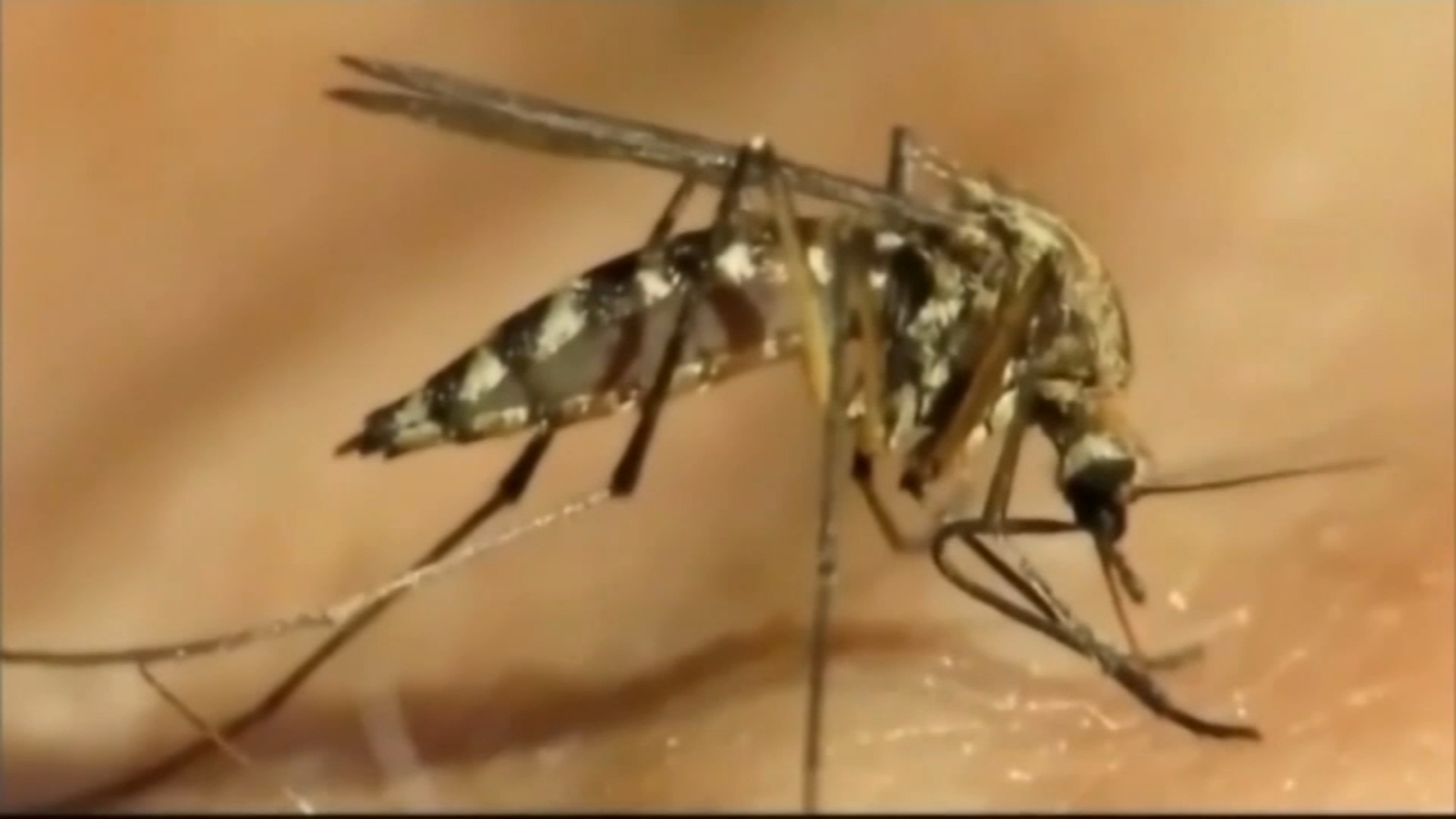 Harris County Health Department expects increase in mosquitoes