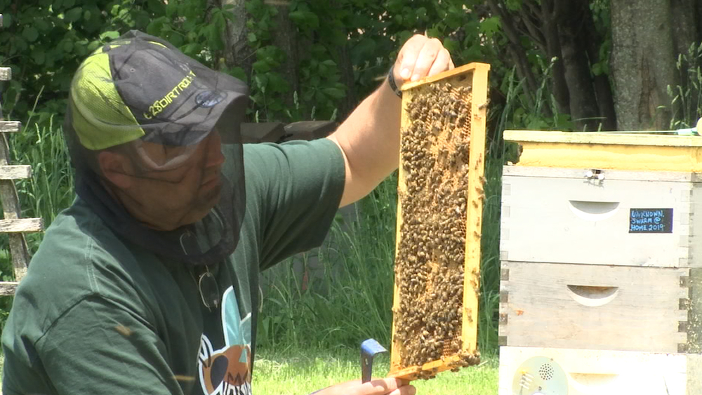 This beekeper keeps more than 100 'pet' colonies in his yard
