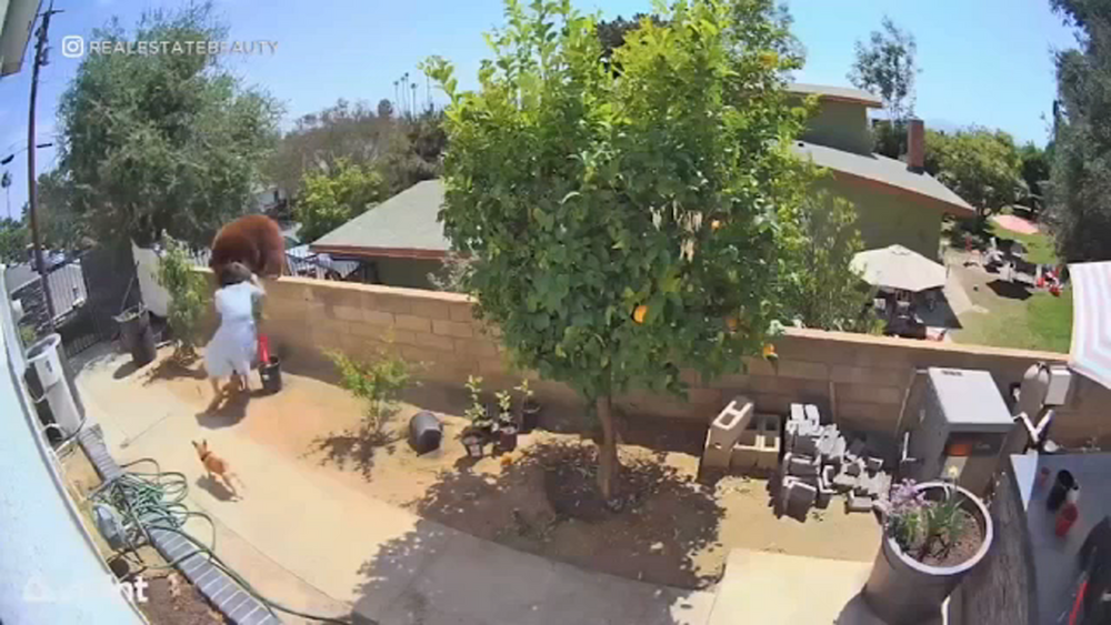 Teen fends off bear to protect family dogs in SoCal backyard