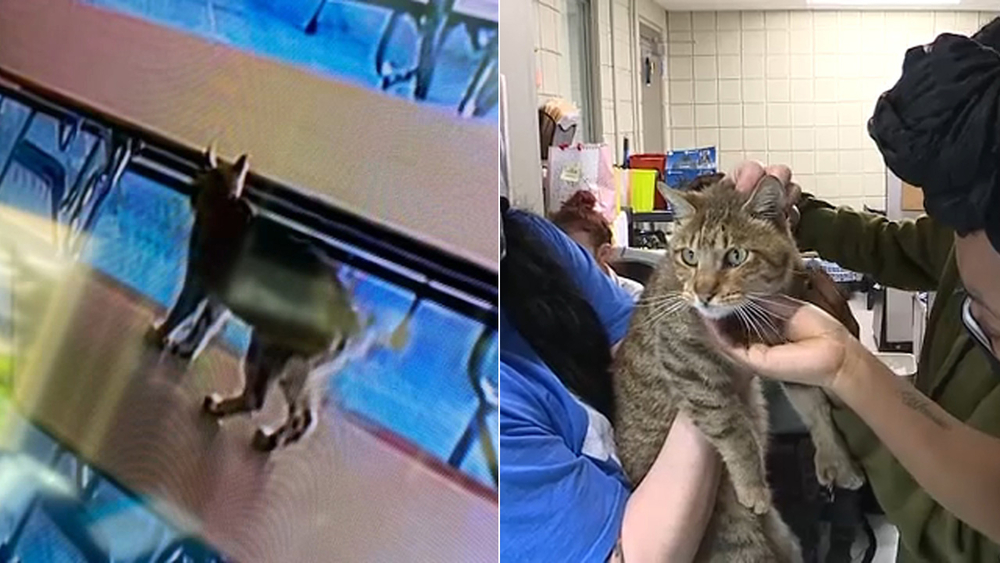 'Bobcat' that caused Pa. school evacuation was missing house cat