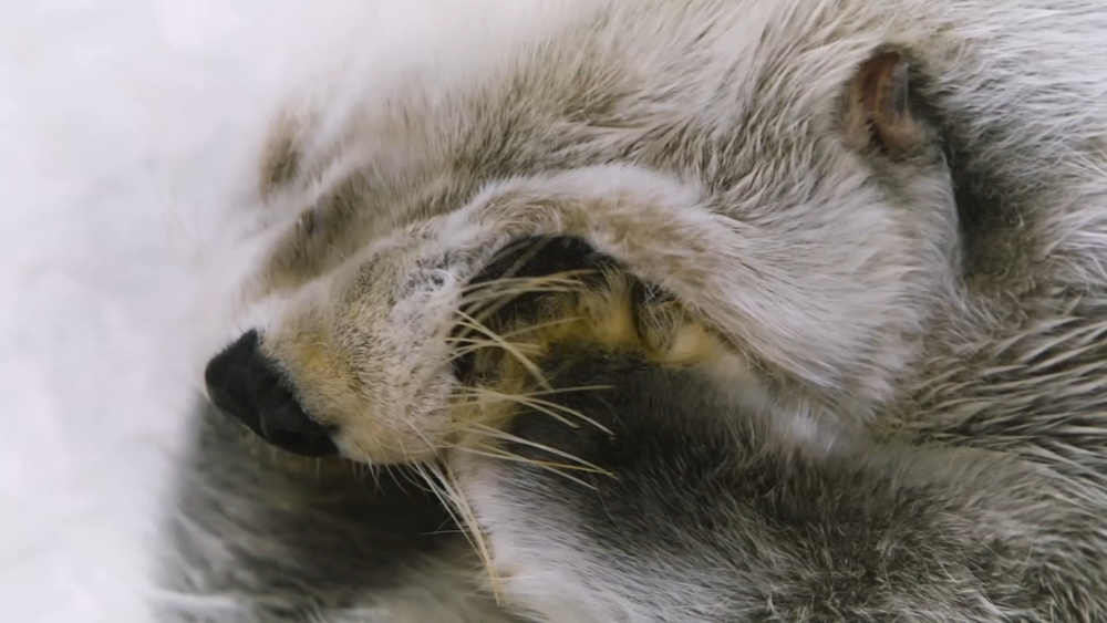 Kiana the Sea Otter