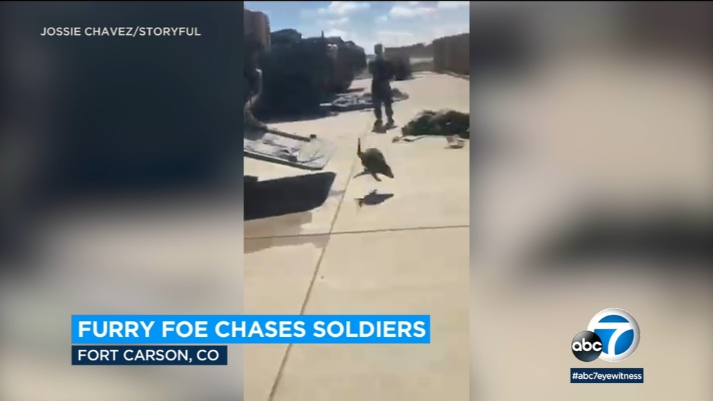 Raccoon chases soldiers out of armored vehicle - Video 