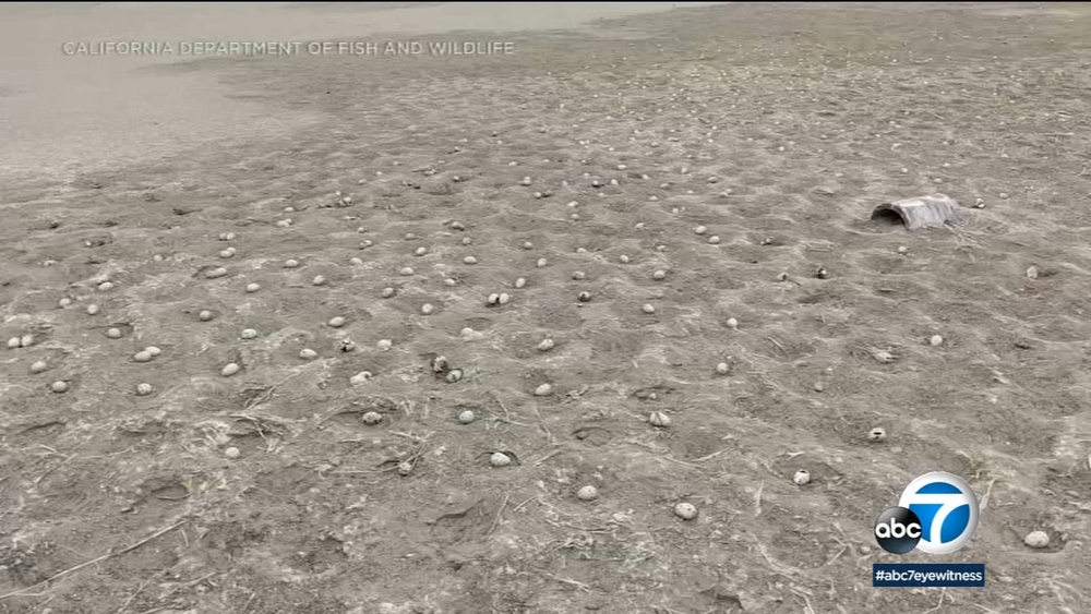 Drone use leads to 3K abandoned eggs at Bolsa Chica Ecological Reserve