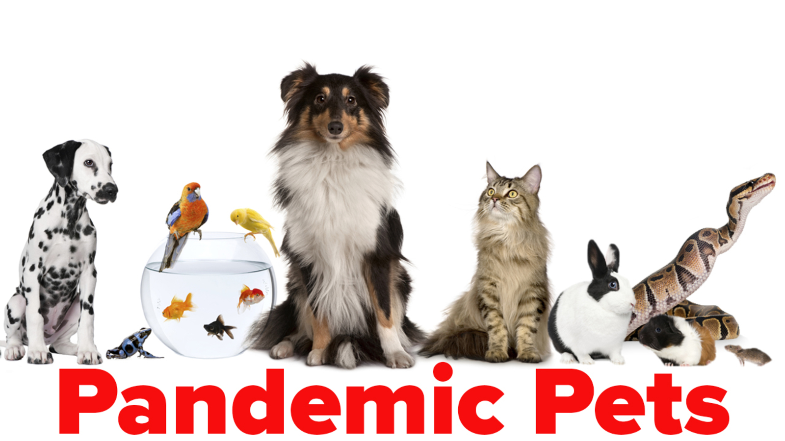 Weather or Not with Lee Goldberg COVID19 Pandemic Pets ABC7 New York