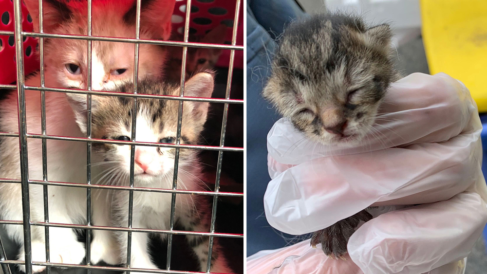 Dozens of cats and kittens rescued from NJ home