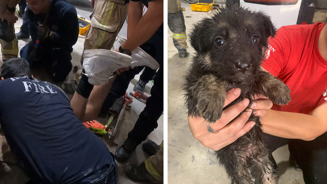 Houston Spca Abc13 Houston