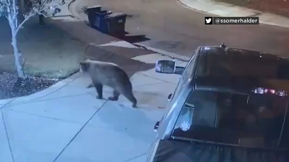 Video shows bear walking through East Bay neighborhood