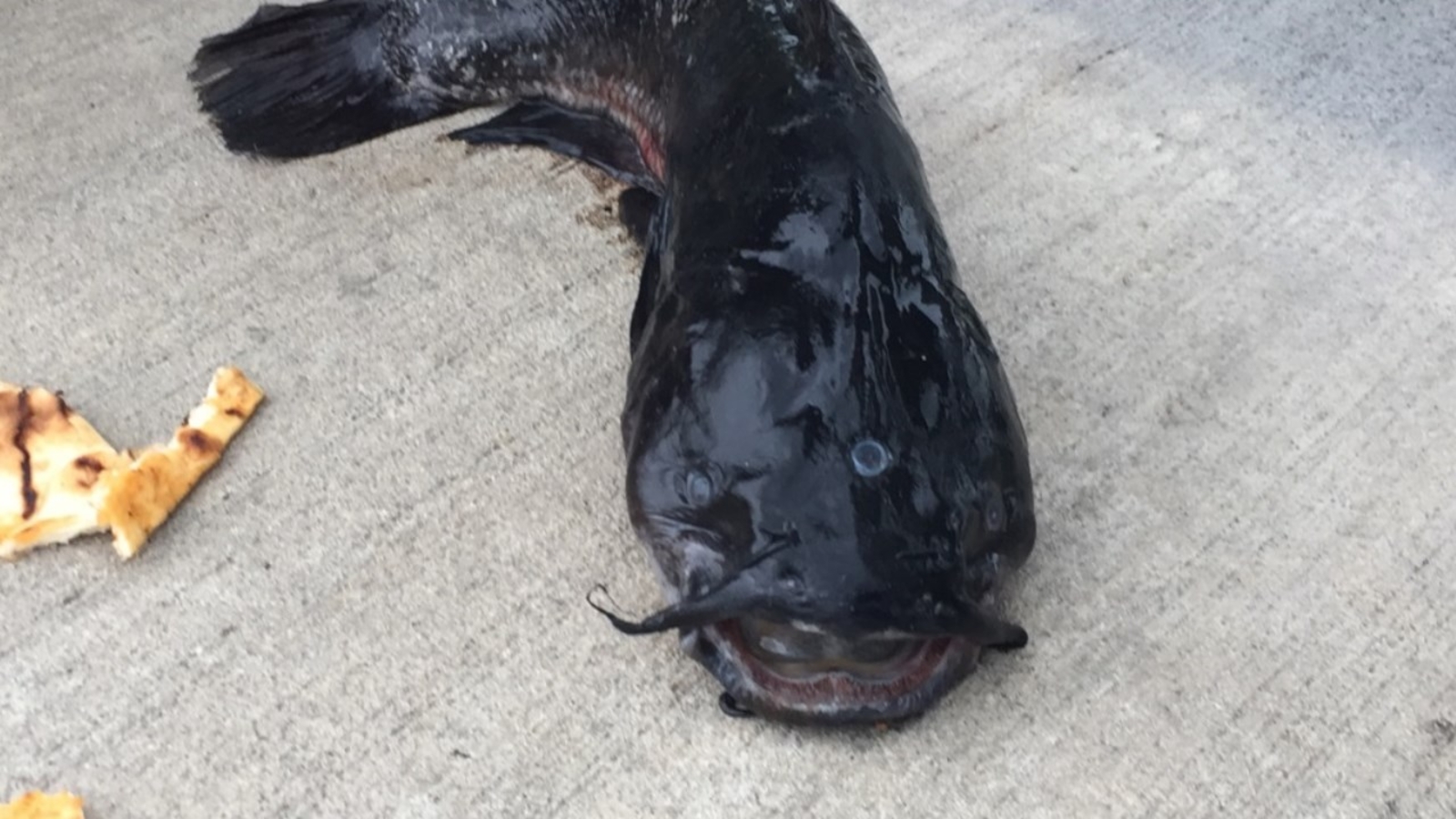 Threeeyed catfish caught in the Gowanus Canal in Brooklyn ABC7 Chicago