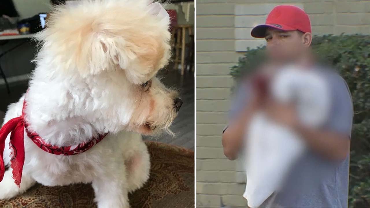 Home intruders killed family's dog with machete, sources say