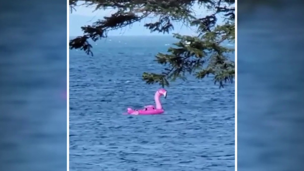 Coast Guard rescues adults and dogs trapped on floaty device