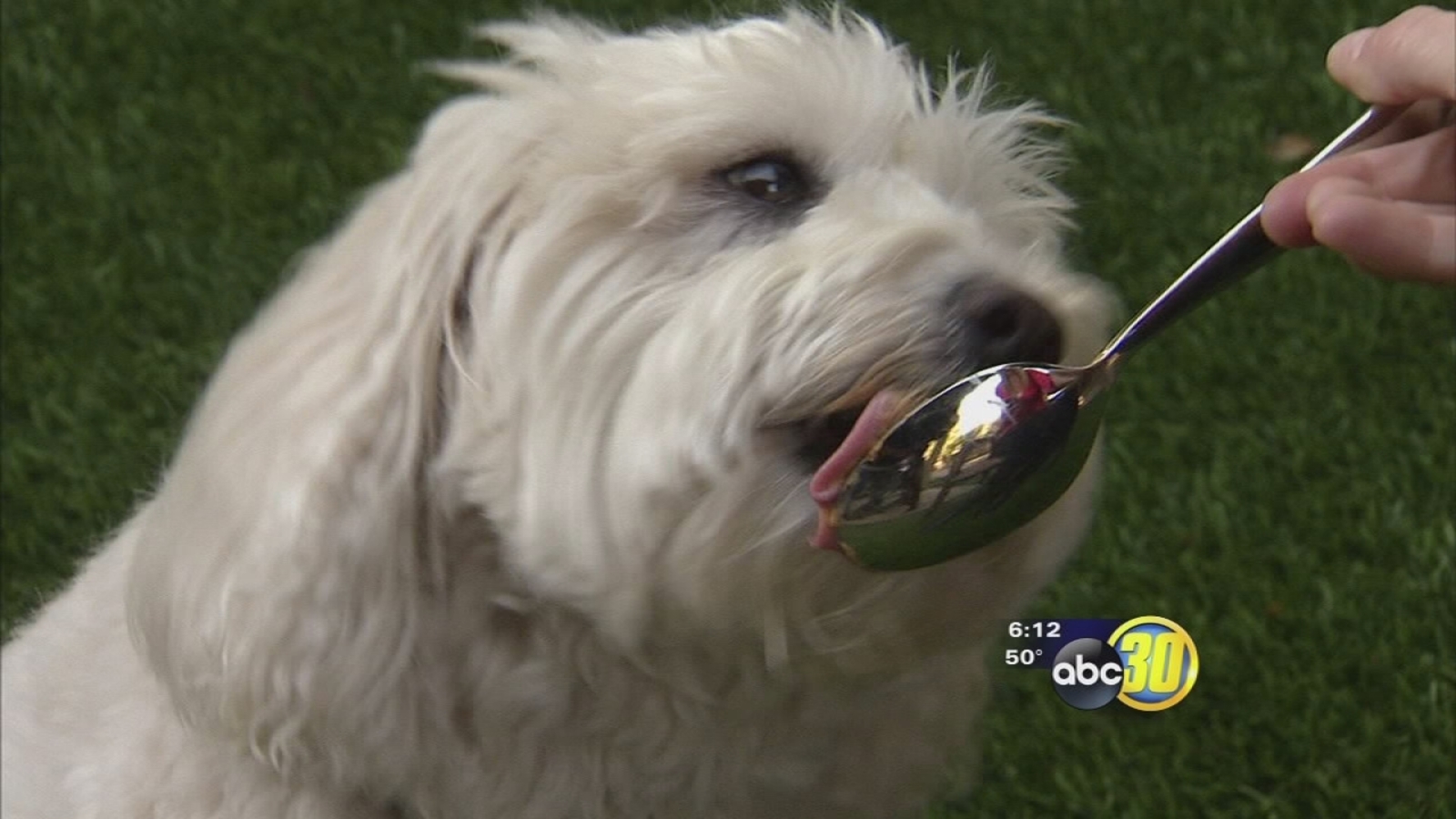 Veterinarians sweetener in some food products could cause liver