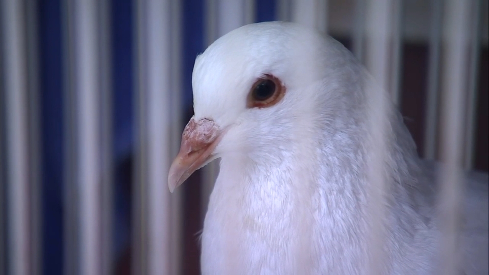 Why you shouldn't rescue pigeons then free them into the wild