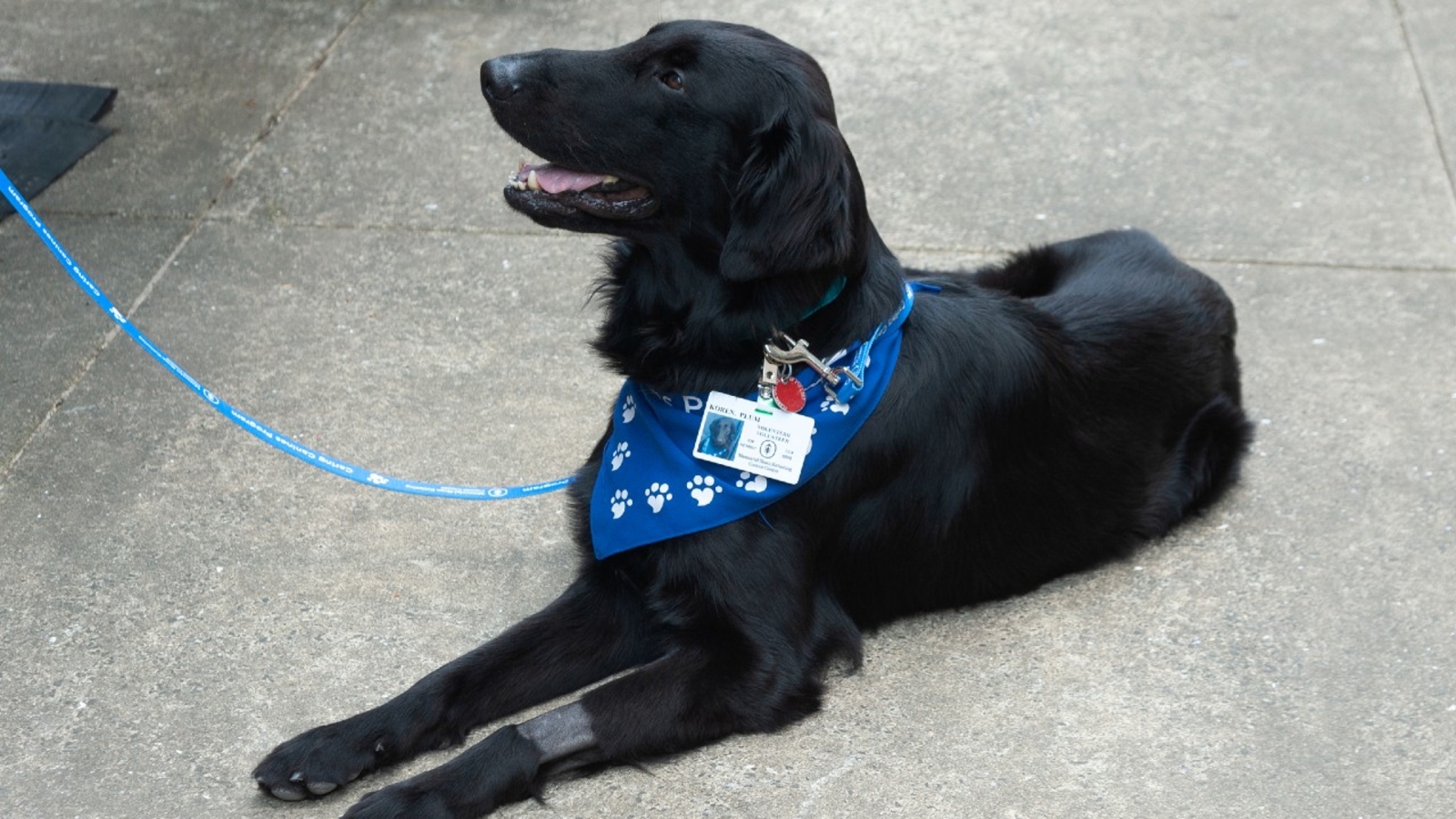 Beloved cancer center therapy dog competing in Westminster Dog Show - Flipboard