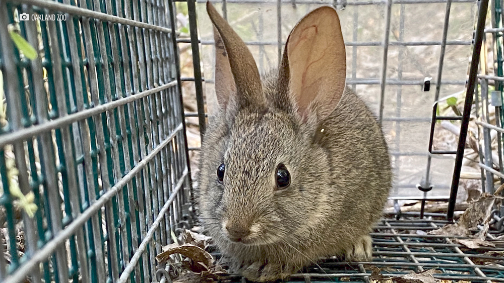 Vaccinating riparian brush rabbits from deadly disease