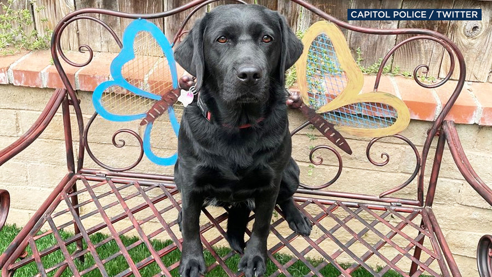 Riverside County therapy dog to join US Capitol Police in Washington