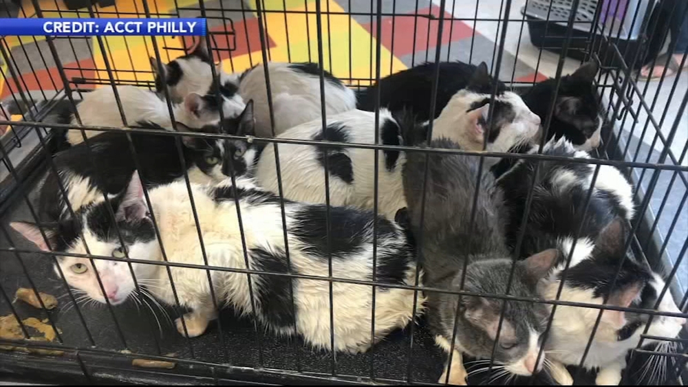 Contractor finds 16 cats in wall of abandoned home