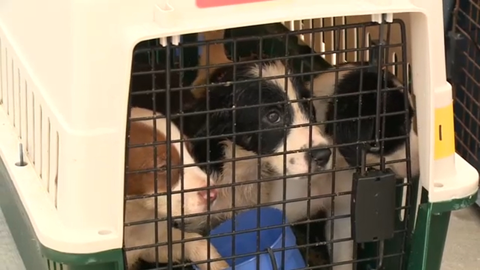 CDC suspends import of dogs from countries with high rabies risk ABC7