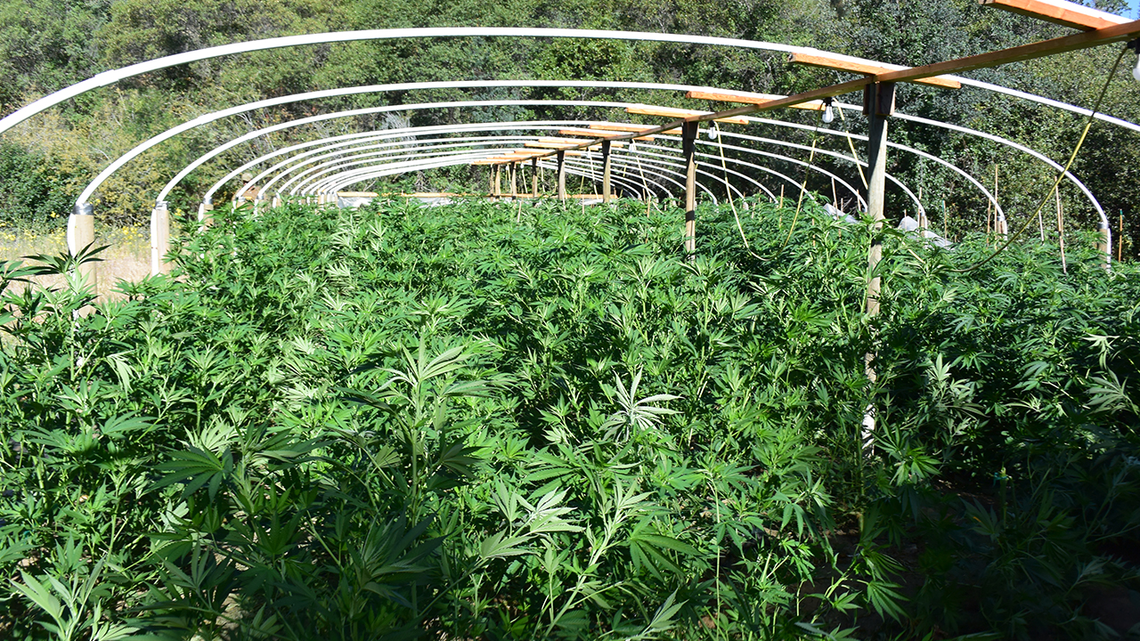 Fresno Co. anti-marijuana operation leads to 37 arrests