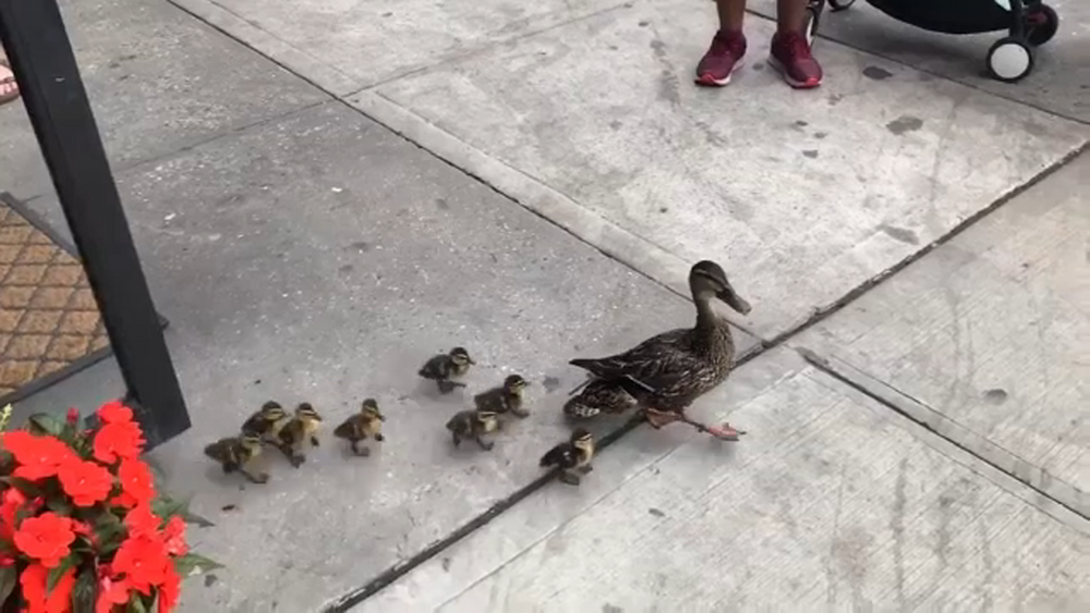 Momma duck and babies stroll into NYC bagel shop