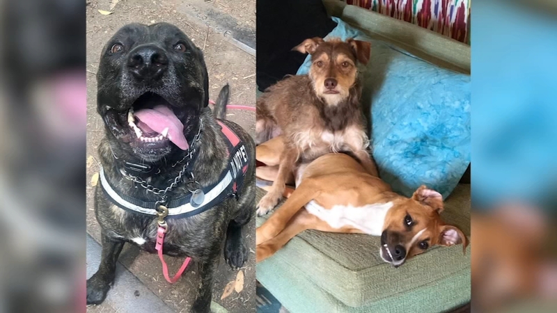 French Bulldogs Returned To Owner After San Jose Police Make Large Crime Bust Abc7 San Francisco