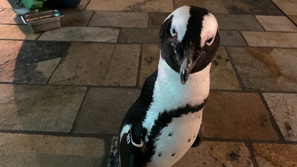 Experience the Monterey Bay Aquarium through the eyes of a penguin