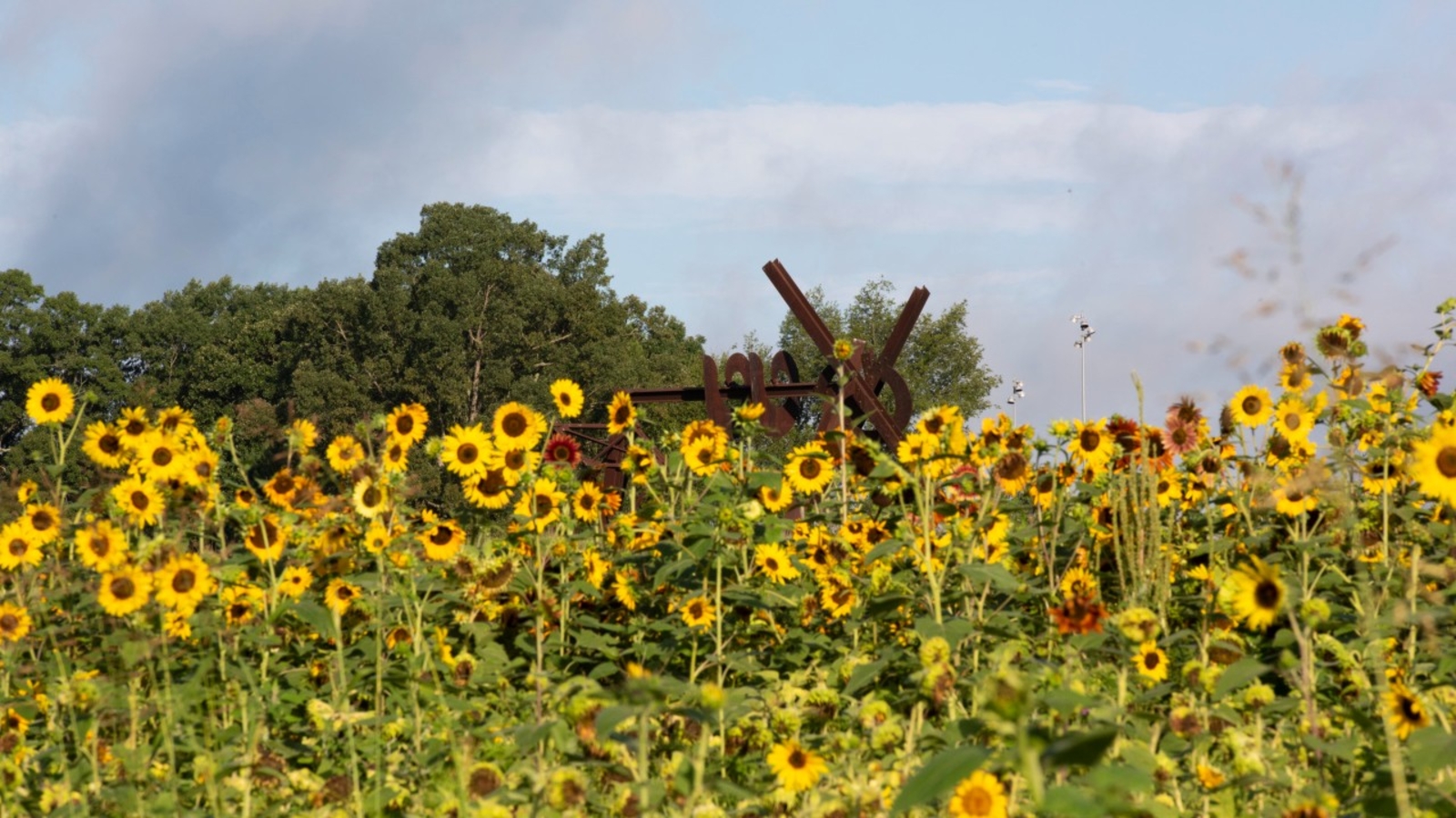 Total of 3 sunflower fields open to the public this year in Raleigh