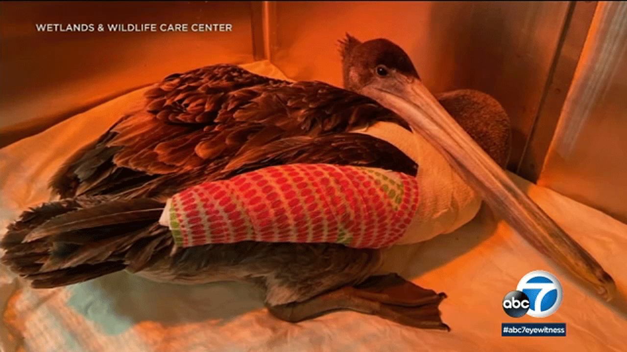 Wildlife group racing to save pelicans mutilated along OC coast 