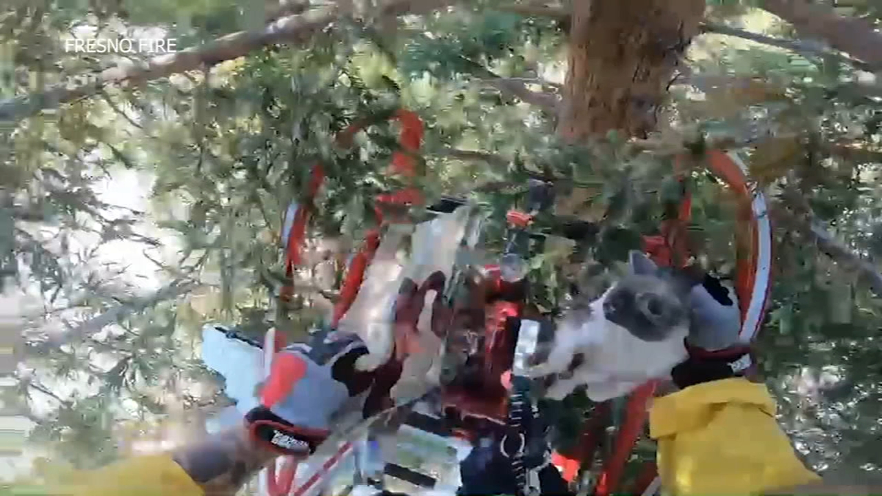 Fresno firefighter climbs 60 feet up tree to rescue kitten