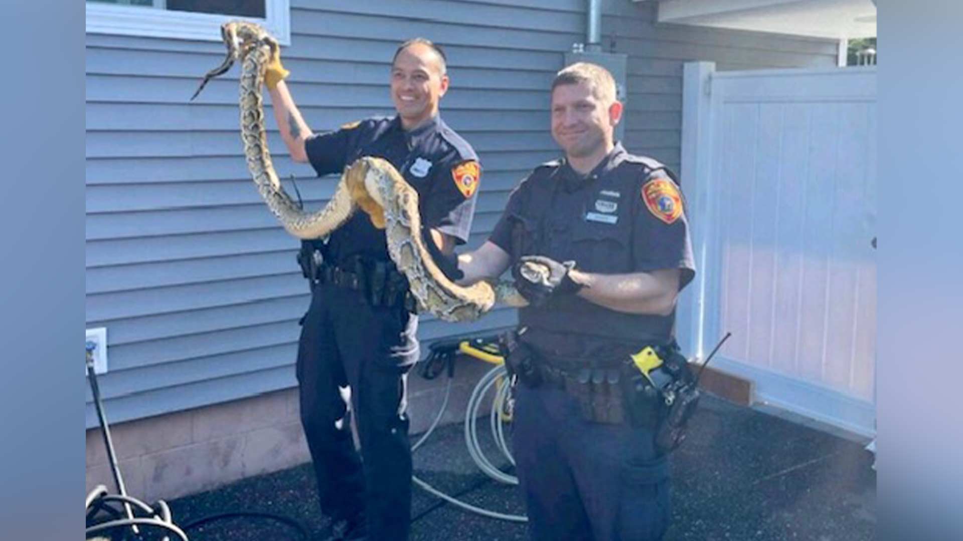 Large python found outside home on Long Island