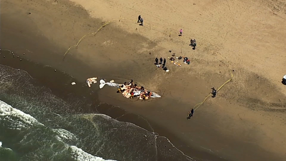 Dead whale found at Ocean Beach in SF