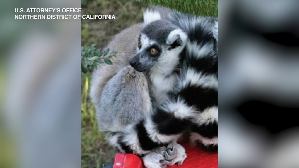 CA man accused of stealing rare lemur from San Francisco Zoo