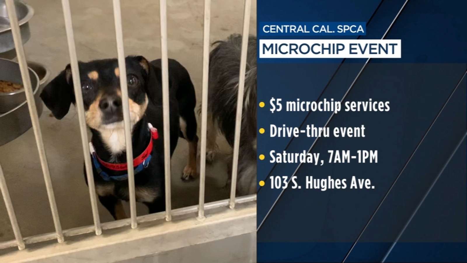 Central California Spca South Hughes Avenue Fresno Ca