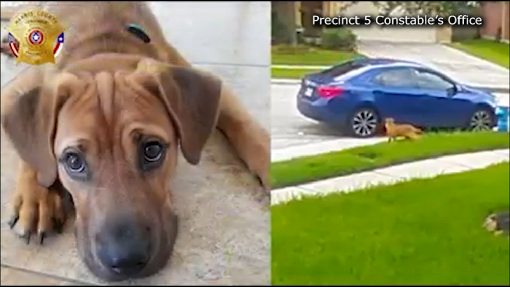 Man wanted for ditching dog in Harris County neighborhood
