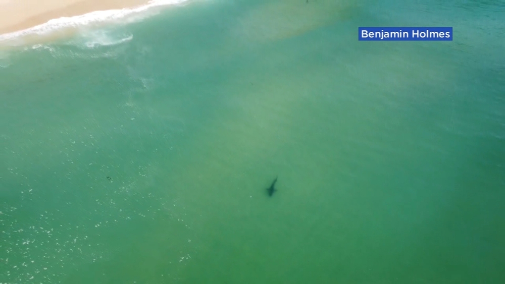 New drone video shows great white shark in same area as attack