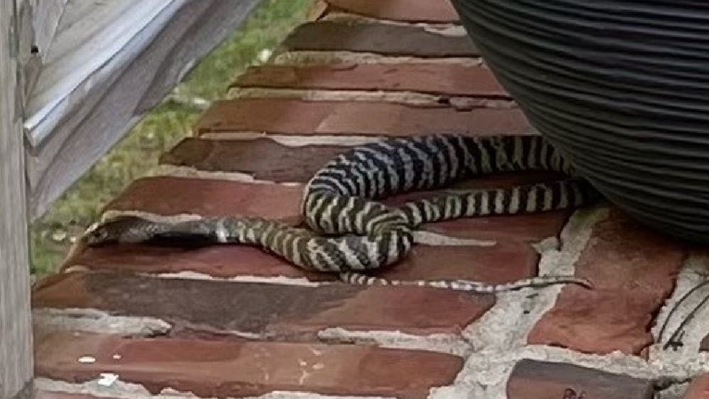 Venomous pet zebra cobra on the loose after escaping home in Raleigh