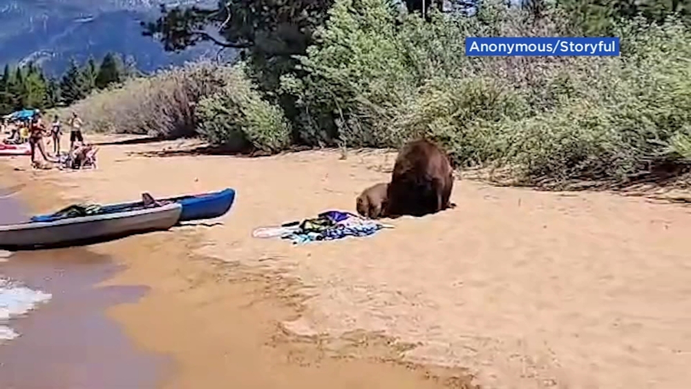 Bear, 3 cubs enjoy picnic at South Lake Tahoe beach
