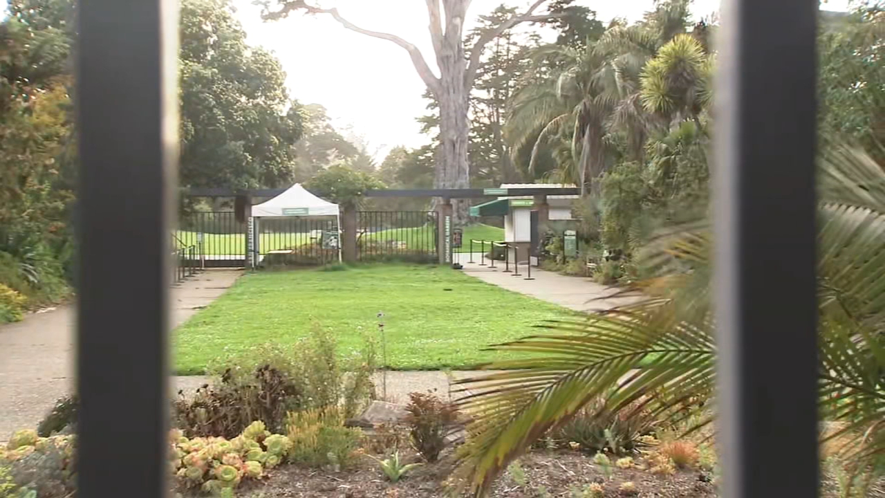 Coyote wanders dangerously close to toddlers in Golden Gate Park