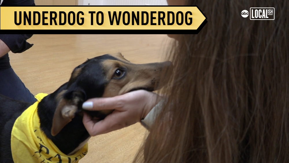 Chicago rescue seeks homes for its most misunderstood dogs