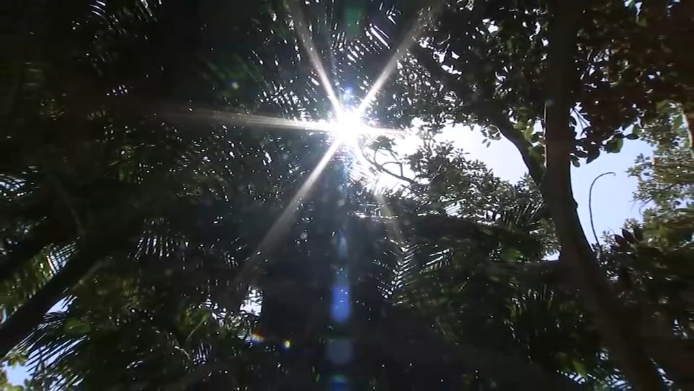 Fewer trees, less shade hurt Bay Area's low-income neighborhoods